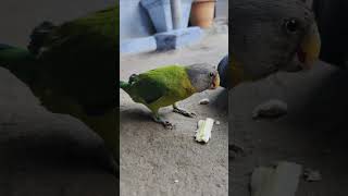 Mithu #parrot #birds #greenparrot #talkingparrot #funny #cutebird #talkingparot #cuteparrot