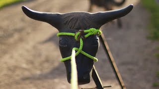 HOW TO MAKE A ROPE MUZZLE FOR A CALF!! ( TUTORIAL )