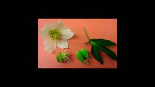 Helleborus Oriantalis Çiçeği Hakkında Kısa Bilgiler