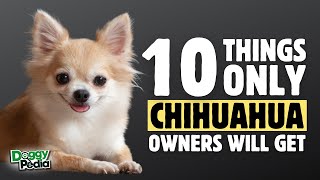 10 Things Only Chihuahua Dog Owners Understand