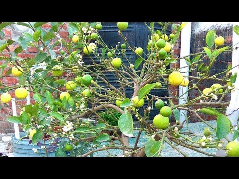 Video: Potted Host: Does The Host Grow At Home? Can You Grow In A Pot Outdoors? Planting, Care And Wintering