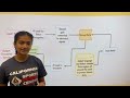 Teens in AI LingEARum