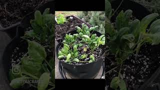 🥬GROW A WINTER GARDEN IN YOUR GARAGE 🥬 I put struggling lettuce and spinach under grow lights 👀