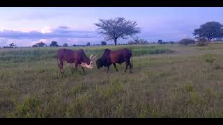 Sauti ya pesa _ shuudia maajabu yake 4k