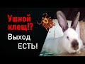Ушной клещ у кроликов/Болезни кроликов/Диванный кроликовод