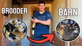 Moving The Chicks From Brooder To Barn -  A Baby Chicks Journey