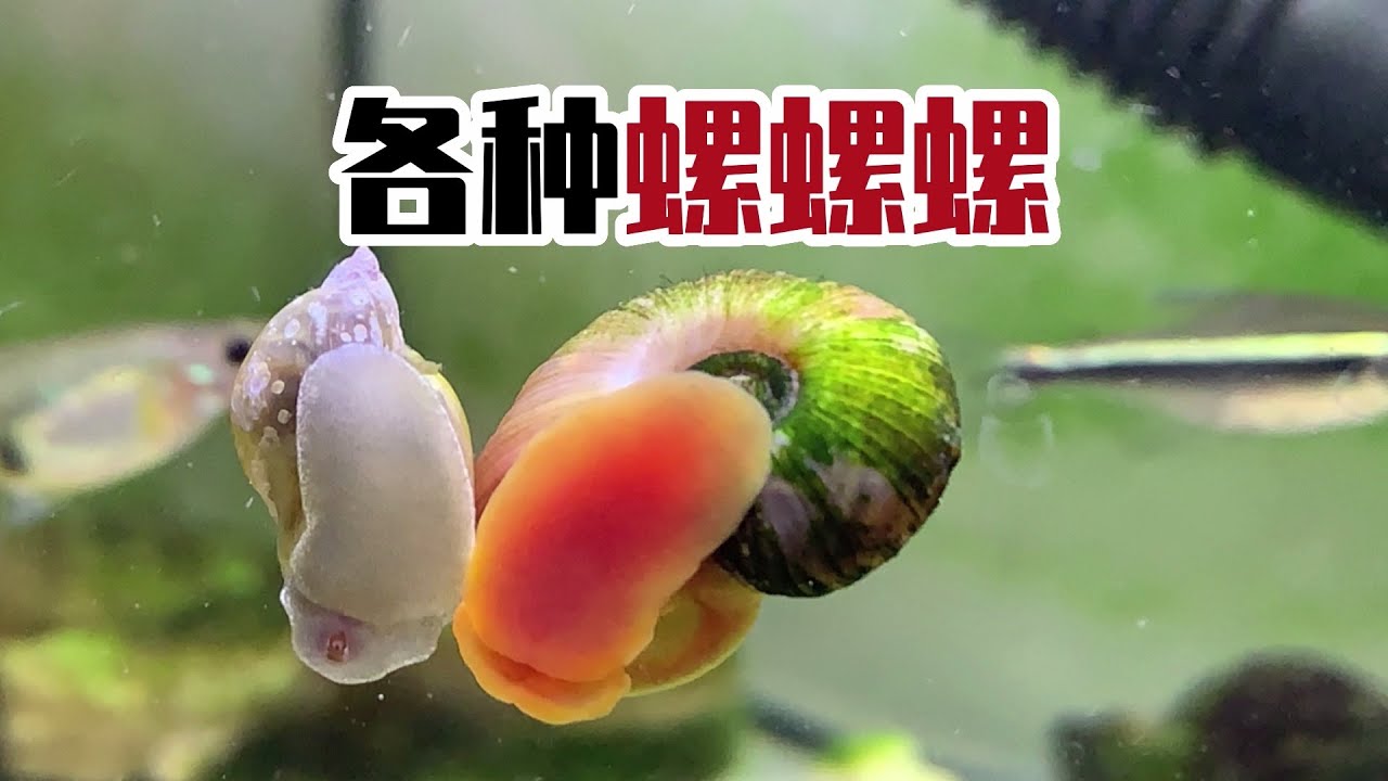 养鱼好帮手,凭啥受嫌弃!密恐预警!苹果螺、囊螺、黄金螺、田螺、扁螺,不要弄死这些螺!#水族 #养鱼人 #养鱼日记 #养鱼的日常 #孔雀鱼 ...