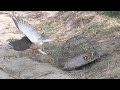 How to trap Hawk, eagle, and falcon fantastic video || wildlife today