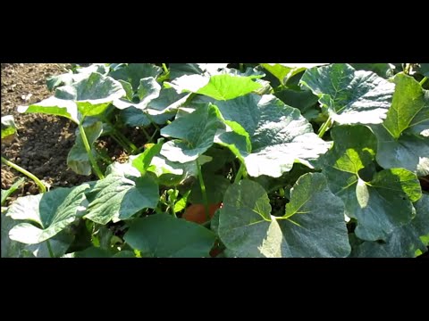 Vidéo: Comment traiter l'oïdium sur les concombres : produits chimiques et remèdes populaires