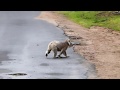 Wild Koala walking