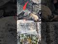 Playing or Fighting? Punch's Intense Standoff on the Edge #punch #punchmonkey #monkey #shorts