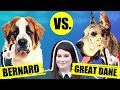 ST BERNARD VS GREAT DANE