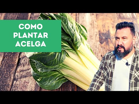 Vídeo: Dicas sobre o cultivo de acelga suíça: como plantar acelga suíça