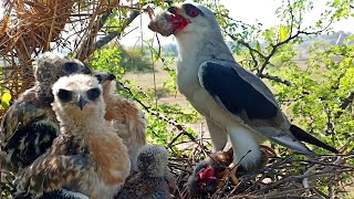 Hawk got huge mouse and chop its head to eat and feed babies @BirdPlusAnimals