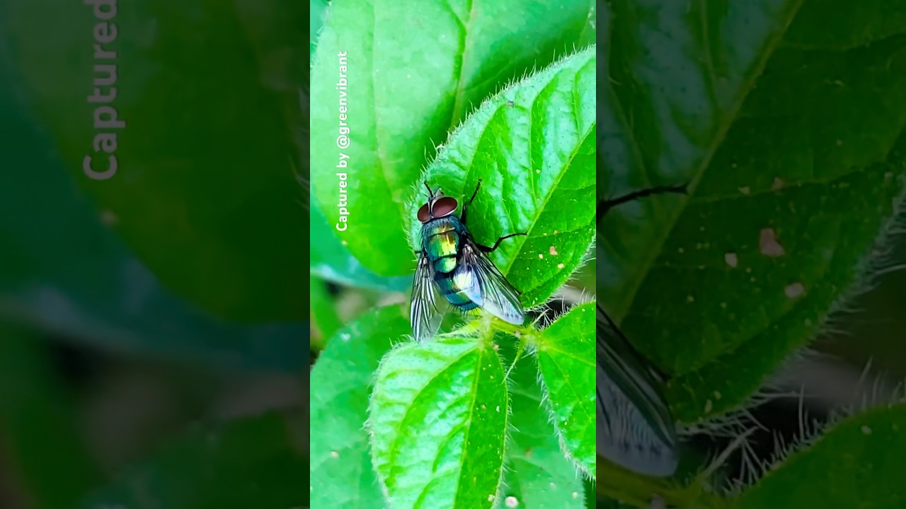 Green Bottle Fly👽 or Blowfly (Lucilia sericata)—