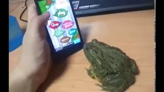 FUNNY Frog  PLAY ant crusher GAME screenshot 5