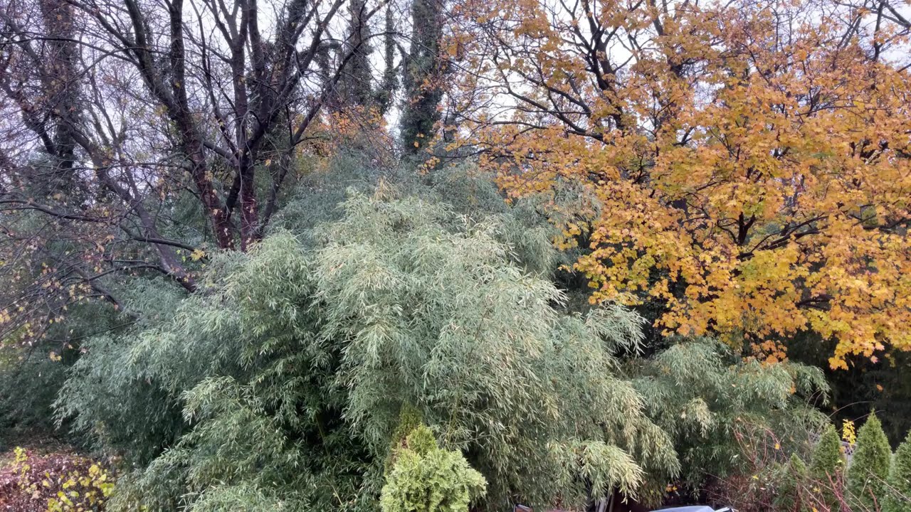 🔴 Panoramic Soundscapes 10 Hour Bamboo Woods Relaxation Sleep Aid