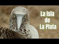 La Isla de La Plata - Wildlife Documentary