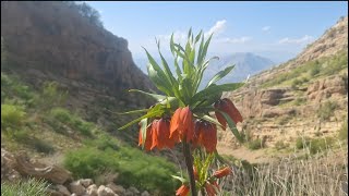 What is happening in the mountains of Zagros and how do the nomads of Iran live in this nature God 8