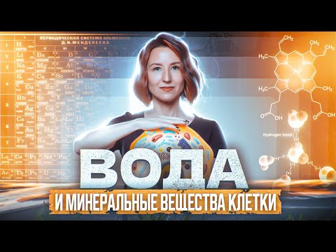 Вода и минеральные вещества клетки | ЕГЭ-2024 по биологии