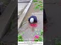 Washing Fresh Red Radishes in a Clean Pond – Mud to Shine 🥕💧