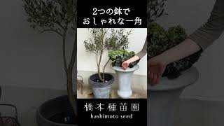 たった２鉢でおしゃれな一角作れます #shorts