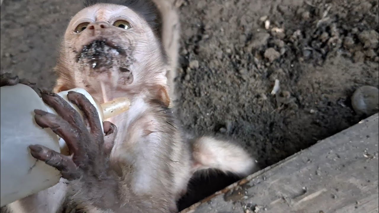 give water to baby monkeys who are playing