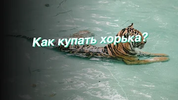 Как купать хорька?