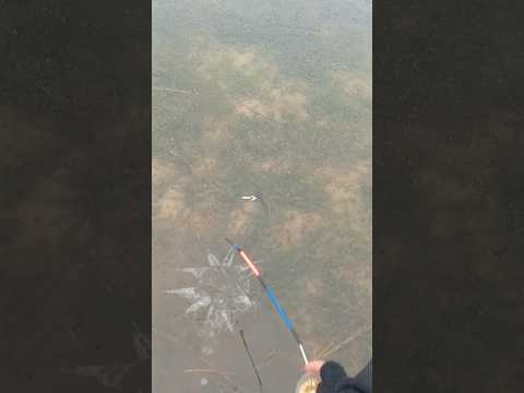 #перволедье #лед #fishing