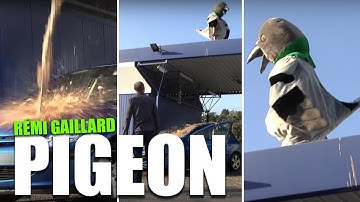 PIGEON (REMI GAILLARD) 🐦