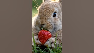 ASMR Cute Rabbit Eating Strawberry #asmr #rabbit #eating #pets #usa #shorts