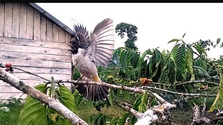 SUARA PANGGILAN BURUNG KUTILANG PIKAT...FULL ISIAN