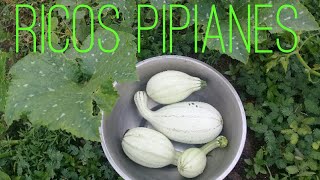 Cortando Pipianes Tiernos