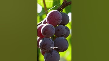 How Winemakers Outsmart Birds—Without Nets! #agriinnovation #birdcontrol #farming