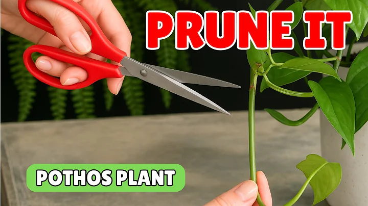 How to Prune a Pothos Plant for a Fuller, Healthier Look! 🌿