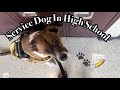 Service Dog In High School