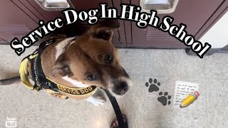 Service Dog In High School