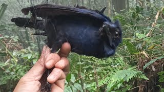 PASANG PULUT DAN JARING POIN BURUNG CIUNG BATU,@cipungchannel8202