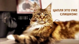 Anfisa the cat and the white heron #2k by Aksel Frank 23,442 views 3 months ago 8 minutes, 47 seconds