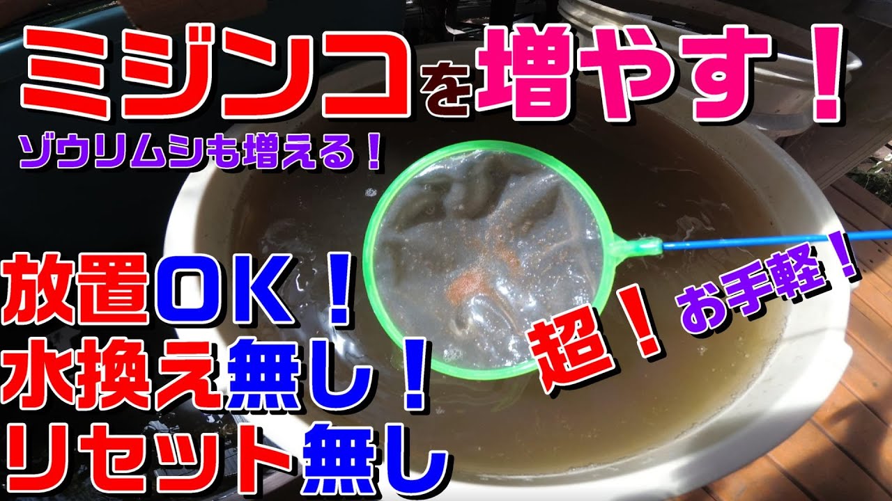 超簡単 リセット無し ミジンコ ゾウリムシを楽に増やす方法 Youtube 超簡単 リセット無し ミジンコ ゾウリムシを楽に増やす方法 Youtube