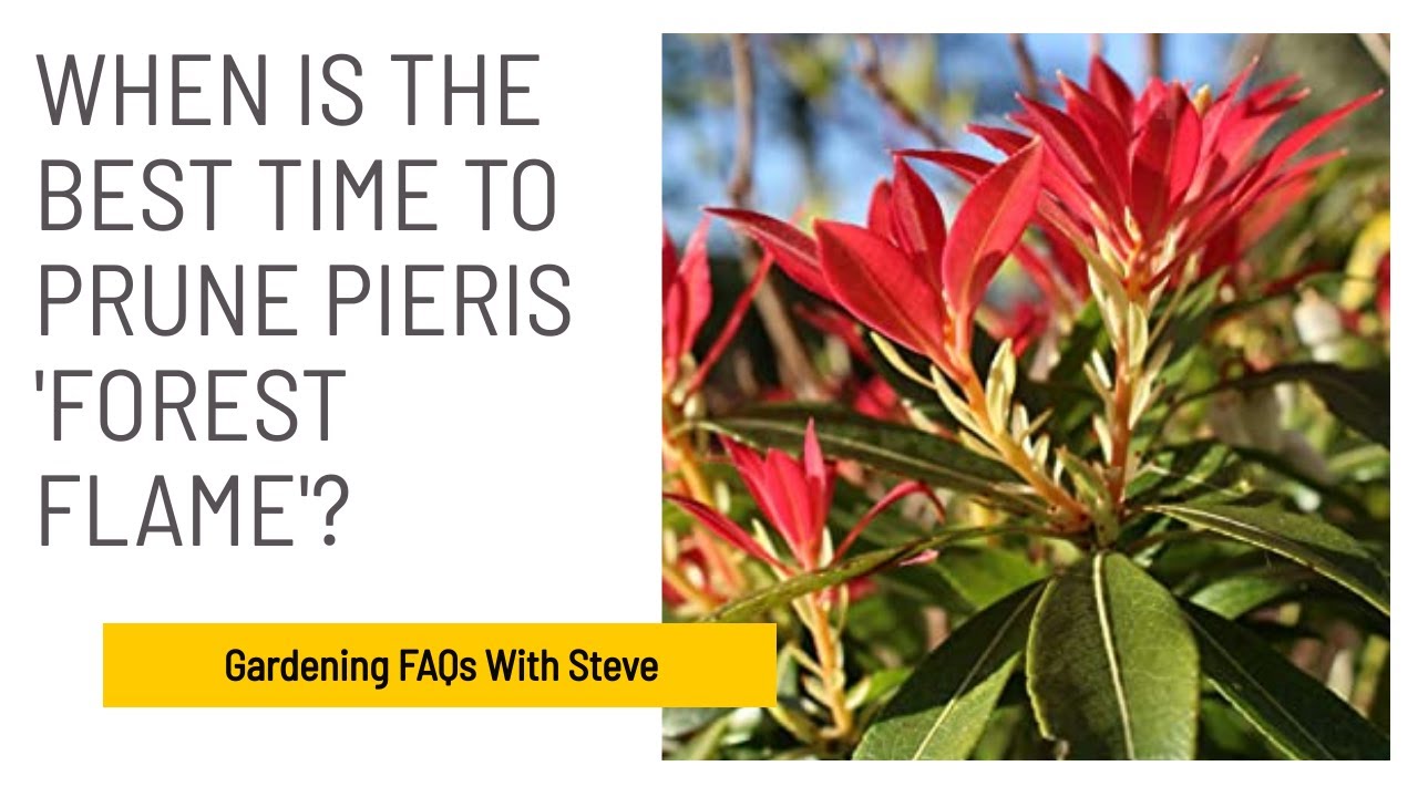 How Tall Does Pieris Forest Flame Grow?