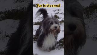 #beardedcollie snow fun! #dogsplaying #dogshorts #shorts