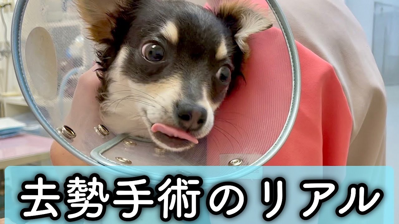 【子犬の去勢手術当日のリアルな1日】チワワ×ミニピンのミックス犬チワピン YouTube