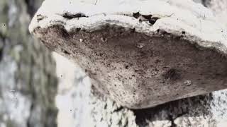 Minimaff Microworld In Salevere - Group 6