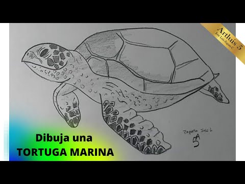 Vídeo: Com Dibuixar La Vida Marina