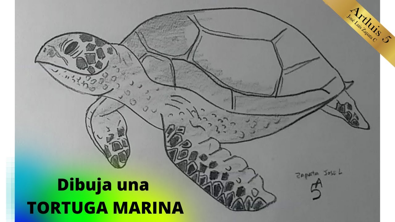 Como Dibujar Una Tortuga Marina How To Draw A Sea Turtle Youtube