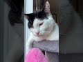 Let him know how he did!! #cat #asmr