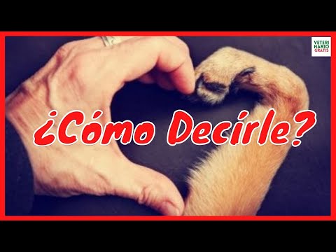 Video: ¿Mi perro sabe que lo amo?