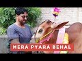 Mera pyara Behal | Bari Eid | Eid Mubarak | Rambo | Sahiba | Jan Rambo