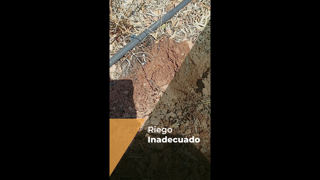 RIEGO INADECUADO